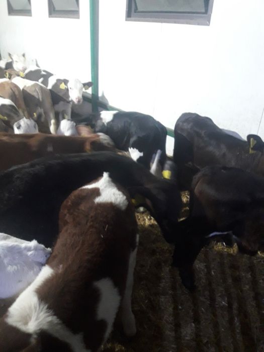 Cielaki Piotrków kuj byczki jałówki krajowe