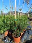 Leylandii/ cedro para sebe
