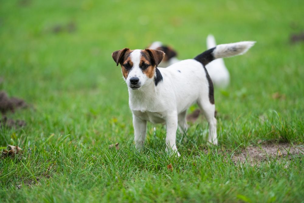 Suczka gładkowłosa Jack Russell Terrier ZKwP
