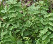 Wiązówka błotna - Filipendula ulmaria