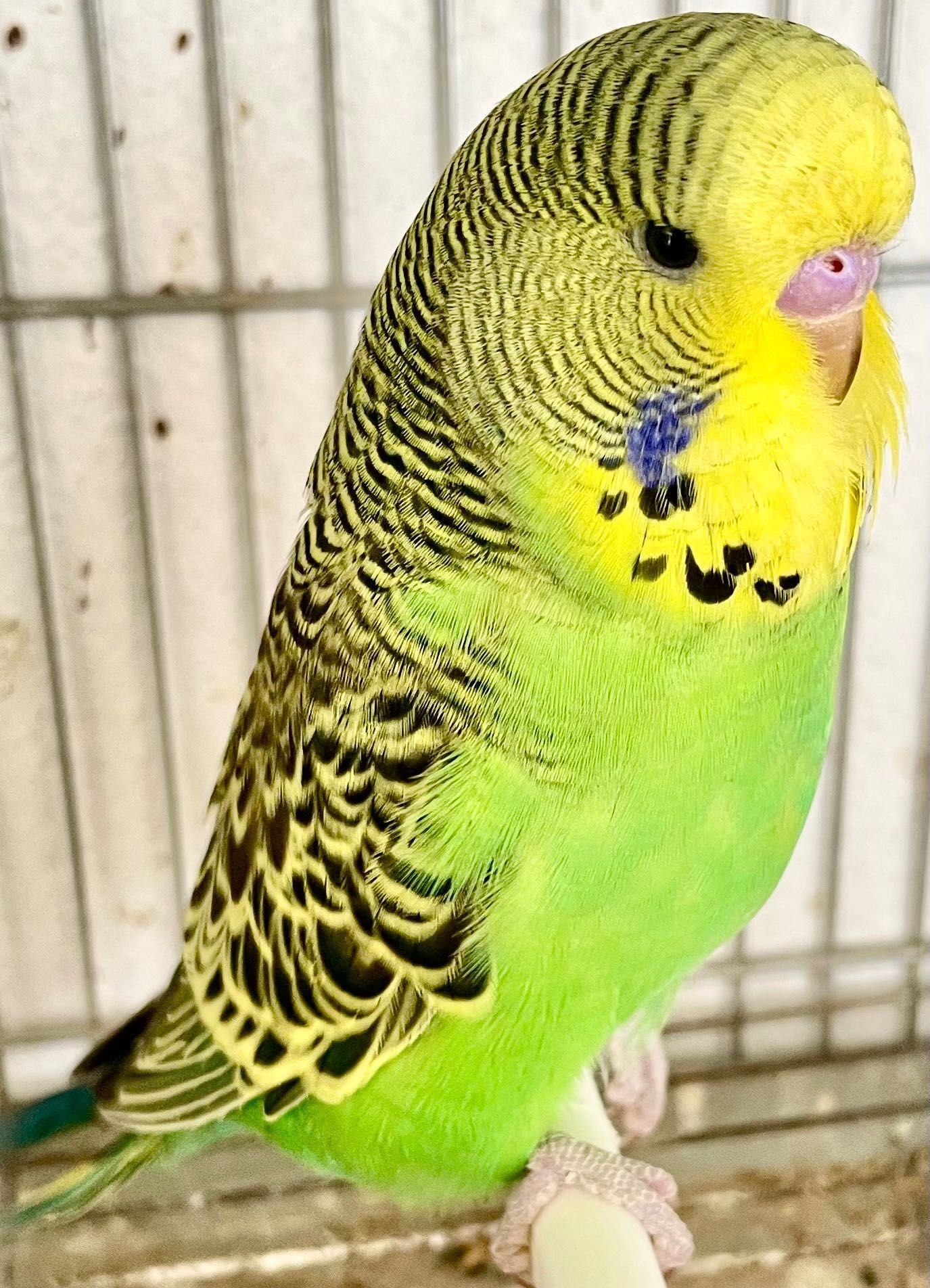 pássaros para venda
