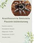 Acanthoscurria Geniculata l3