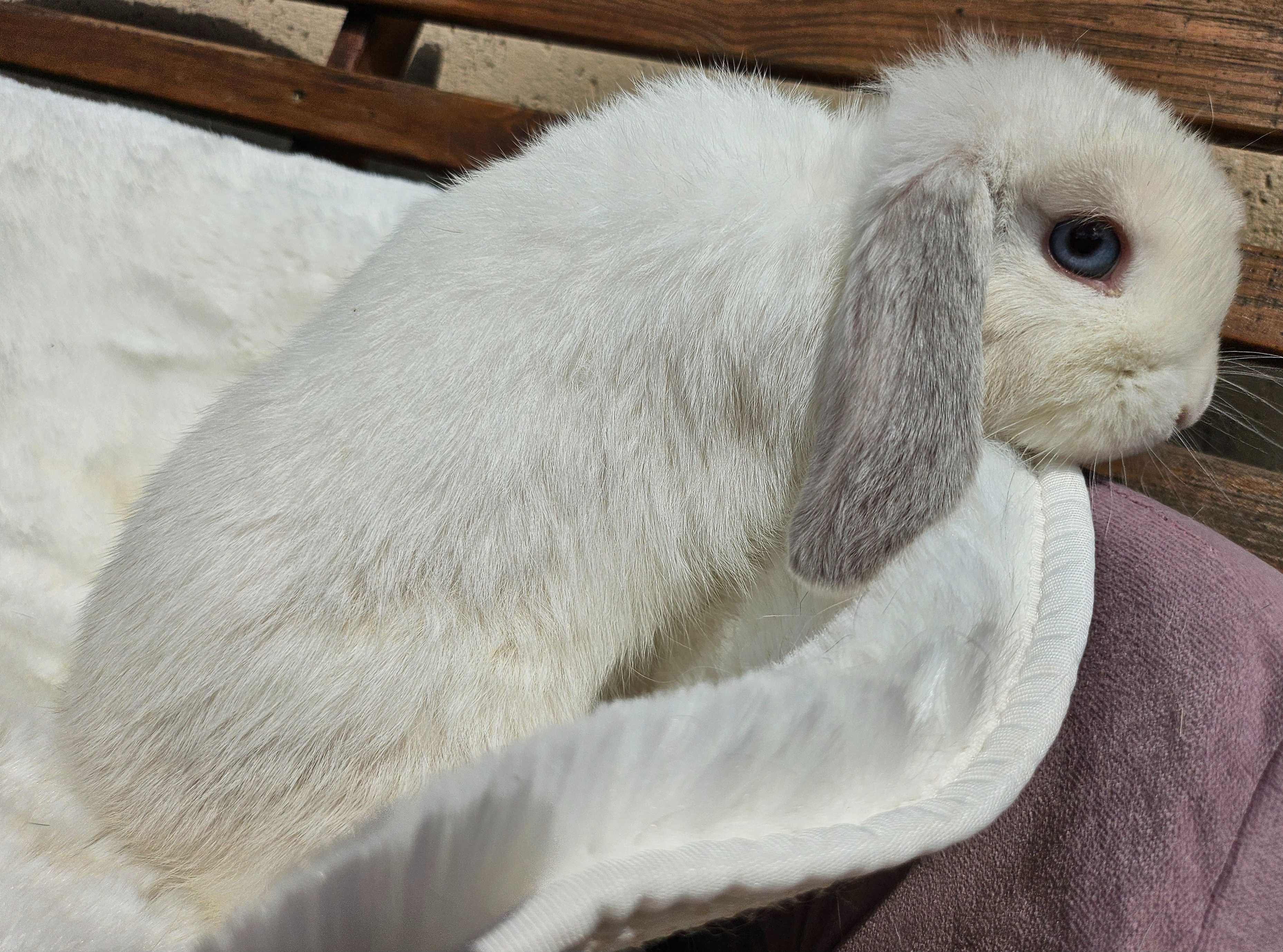 Mini Lop        LIKWIDACJA HODOWLI 2 za 1