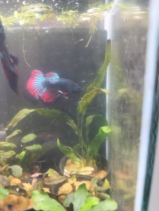 Bettas  Macho – Várias Cores e Padrões