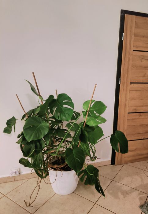 Duży kwiat doniczkowy Monstera