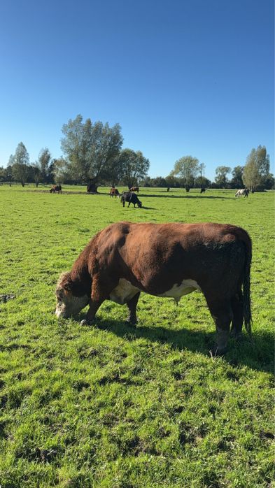 Rozpłodnik rasowy Hereford z dokumentacją