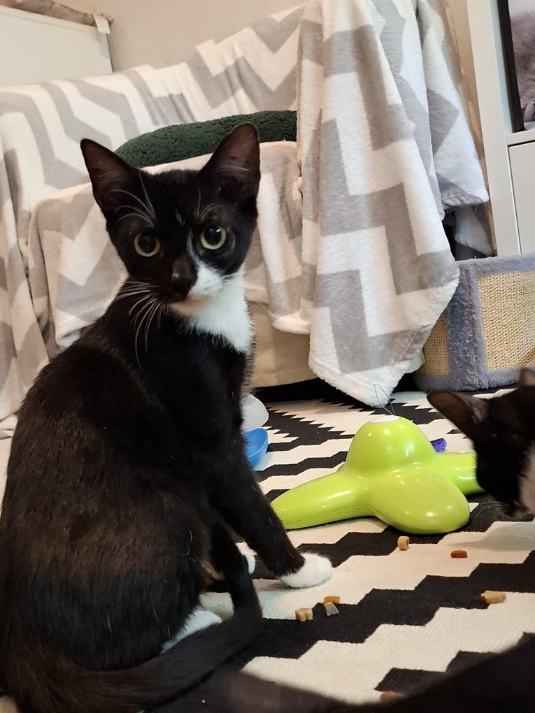 Pani Rożek i  Ringo Ringówna do adopcji