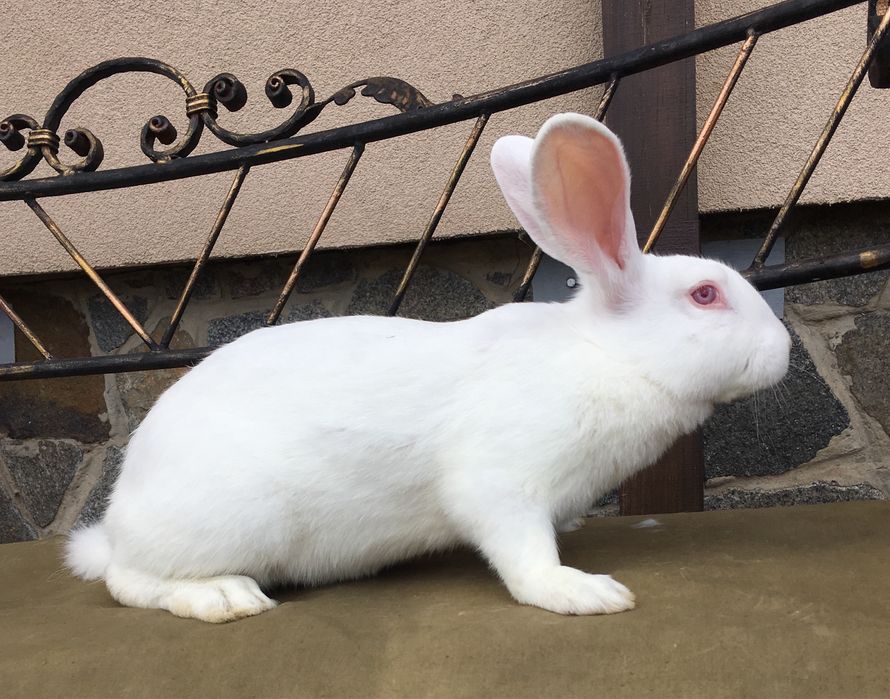 Кролі Термонська Біла ( Термонці)