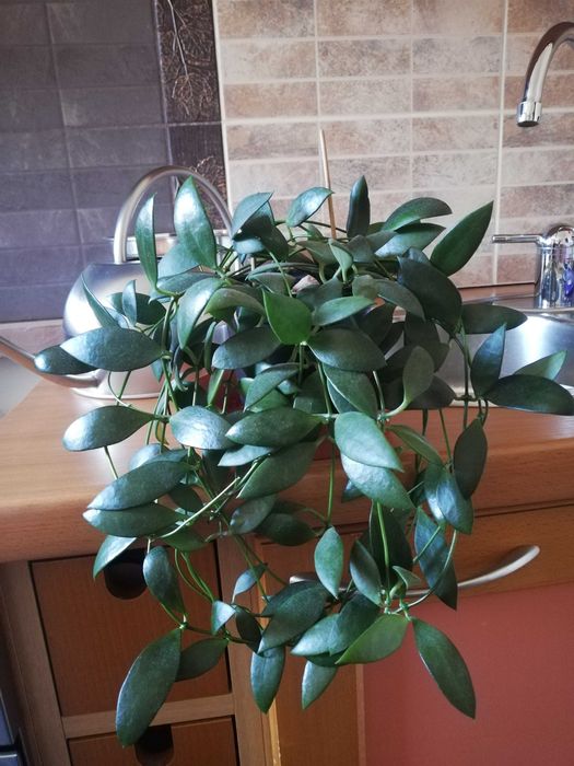 Hoya hoja hoia leytensis unikatowa roślina rzadka kolekcjonerska