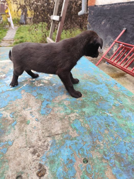 Цуценят в родину