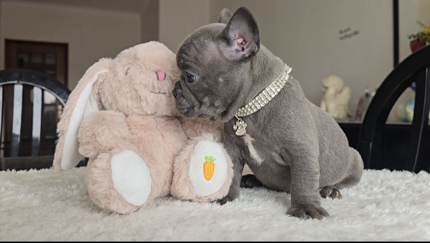 Bulldog Francês blue
