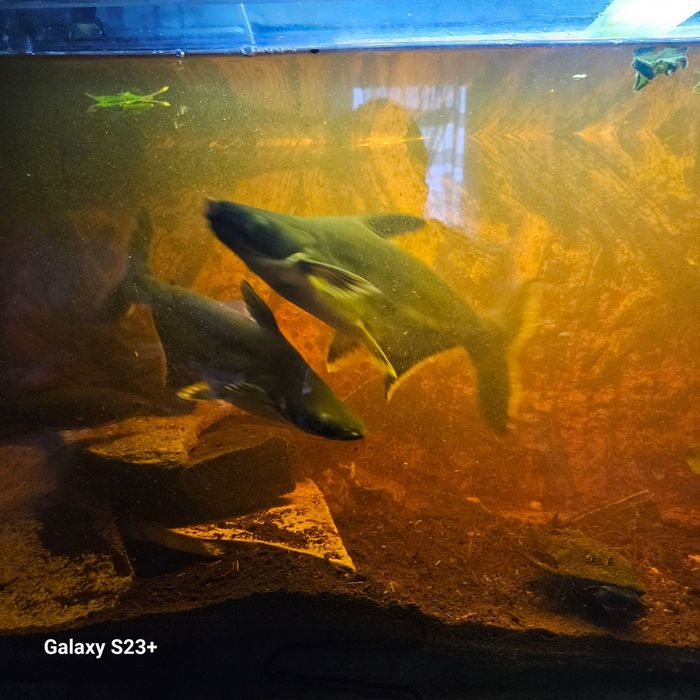 Sumy rekinie 2 sztuki