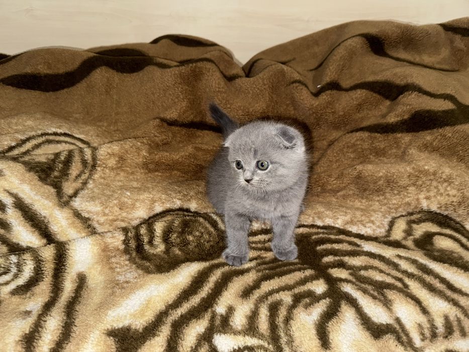 Шотландські висловухі котики