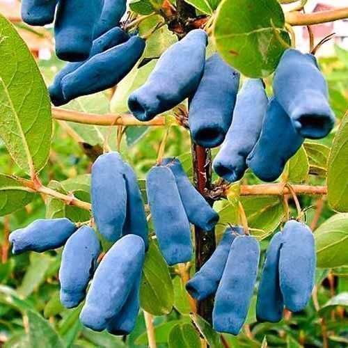 Продам саджанці Жимолості (різних сортів)./Продам саженцы Жимолости