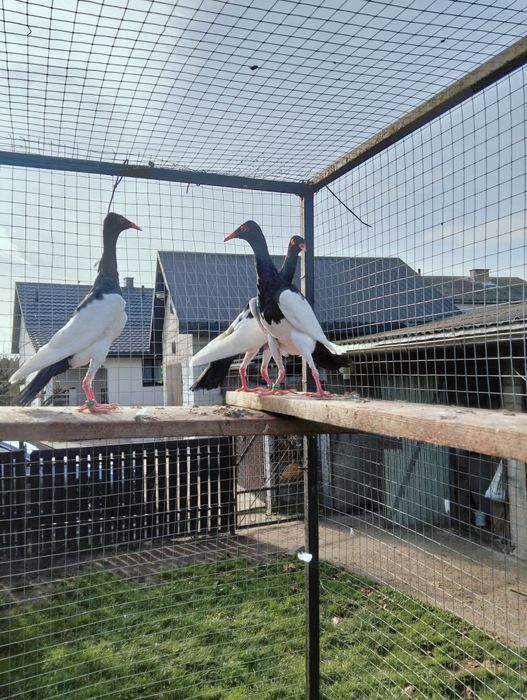 Sprzedam sroki czarne i żółte 2025