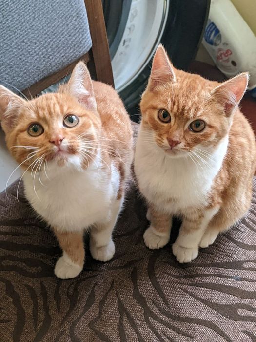 Віддам котиків у добрі руки