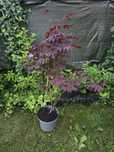 Klon palmowy Acer