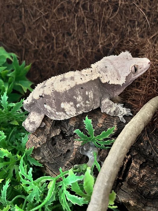 Gekony orzęsione (samiec + samica) z terrariami – komplet