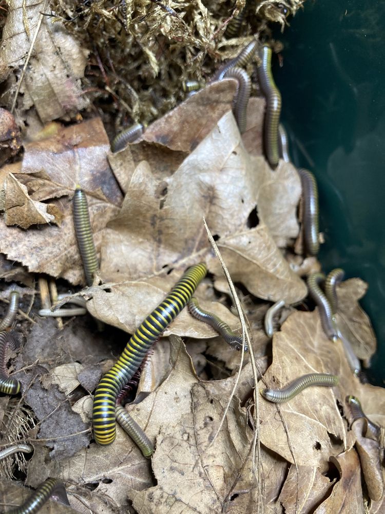 Anadenobolus monilicornis wije isopody prosionko
