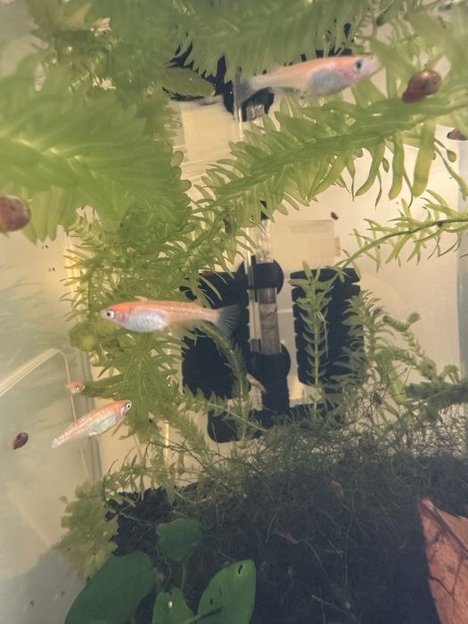 Peixes do Arroz Medaka – Lindos, resistentes e fáceis de criar