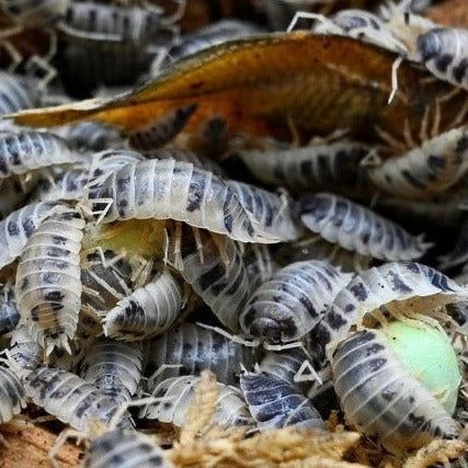 isopody/ tylko wysylka