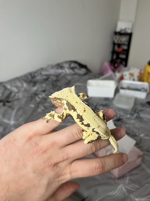Gekon orzesiony samiec lw 2 lata