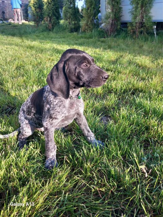 Wyżeł niemiecki krótkowłosy