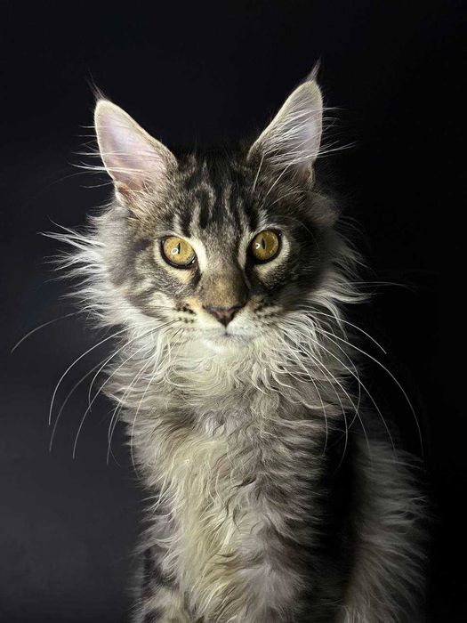 Сріблястий мейн-кун котик зі всіма документами WCF Ген тести батьків