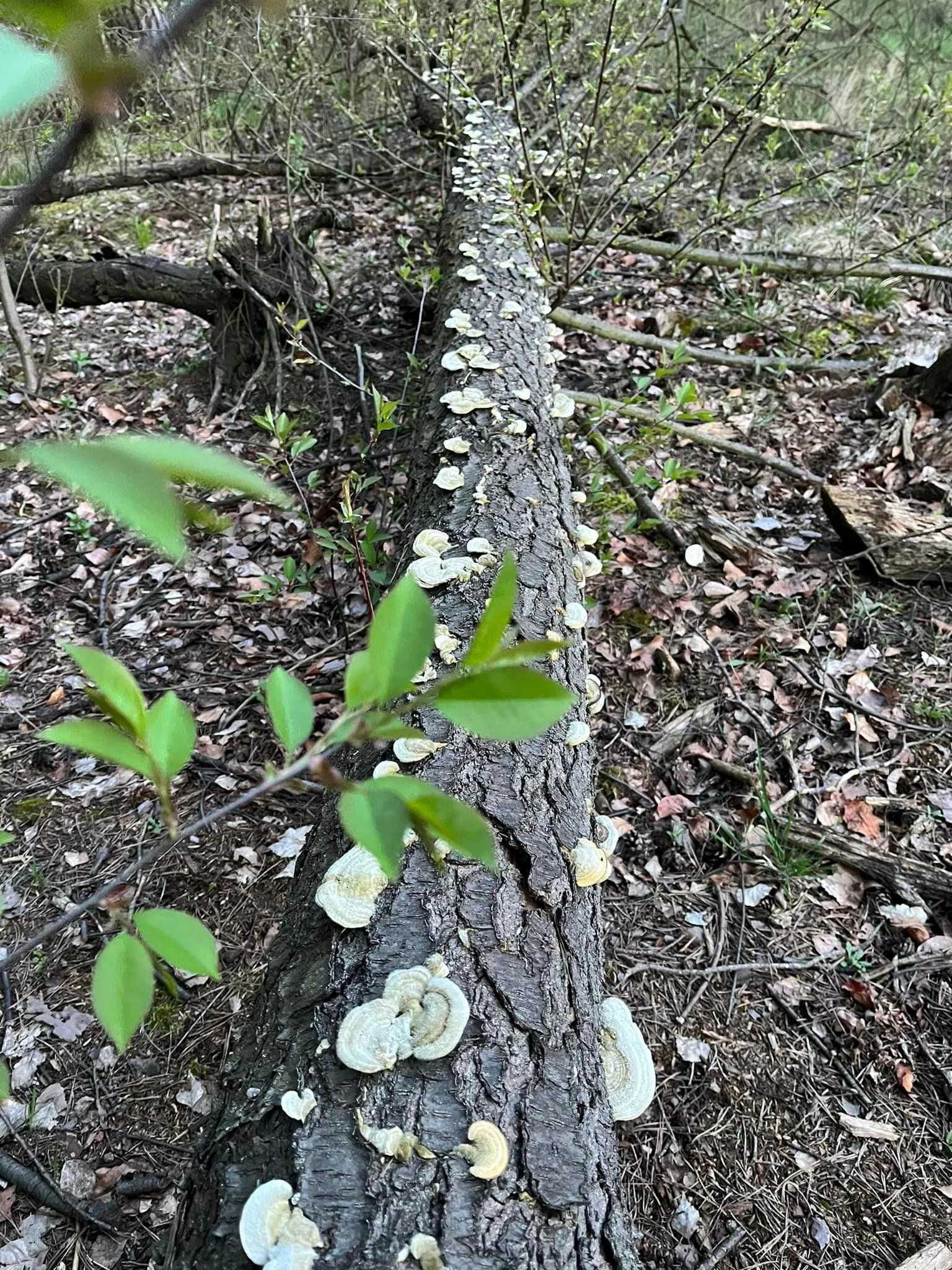 Agroturystyka, Bory Tucholskie, pokoje, cały dom max 24 osoby