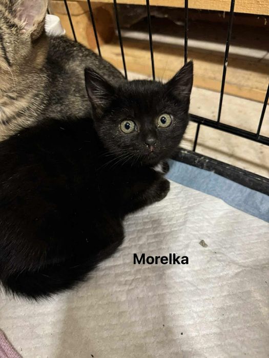 Trzy kocie siostry czekają na dom