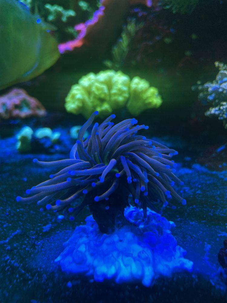 Euphyllia Glabrescens New York Knicsk koral LPS akwarium morskie
