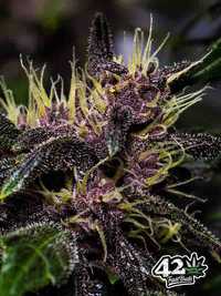 Nasiona marihuany feminizowane Crystal Meth Auto / Fast Buds 1 szt.