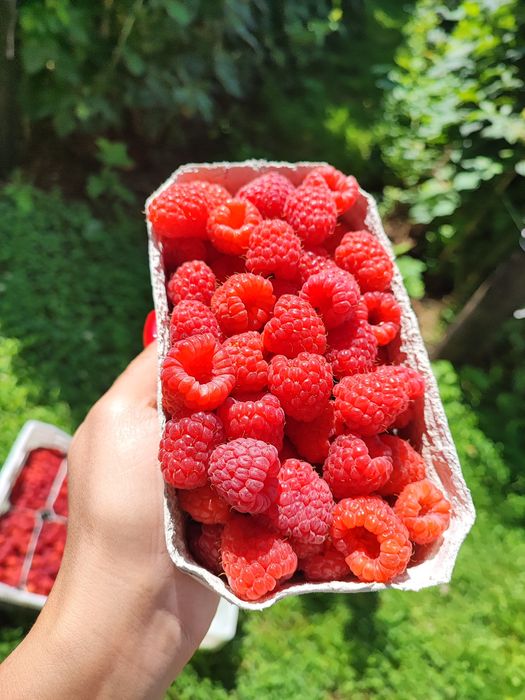 Sadzonki malin, wczesna odmiana, duże owoce