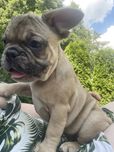 Buldog Francuski