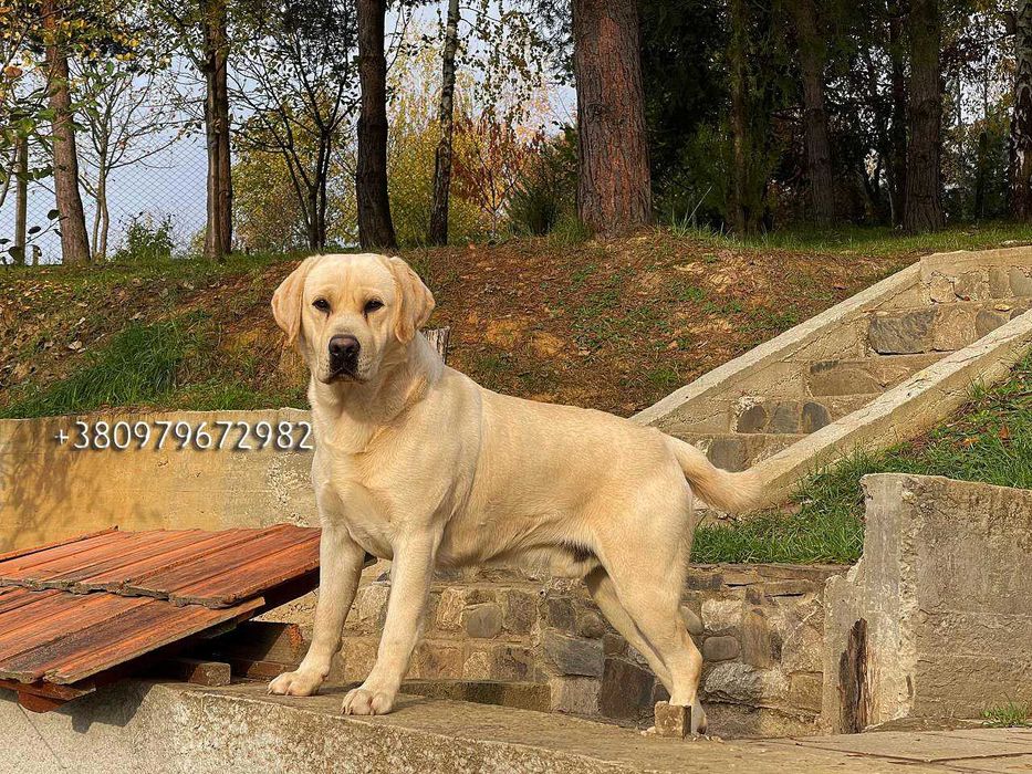 Лабрадор Ретрівер Золотистий, в"язка. Labrador Retriever