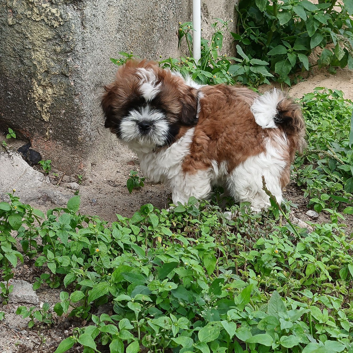 Szczeniaczek shih-tzu tricolor samiec