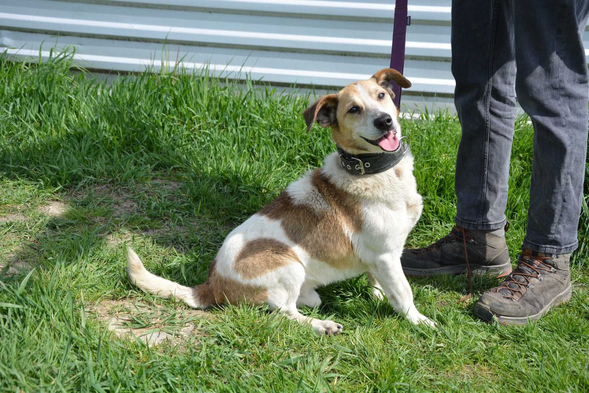 Vito - MAŁY Przyjaciel Z Pasją do Odkrywania Świata! ADOPCJA