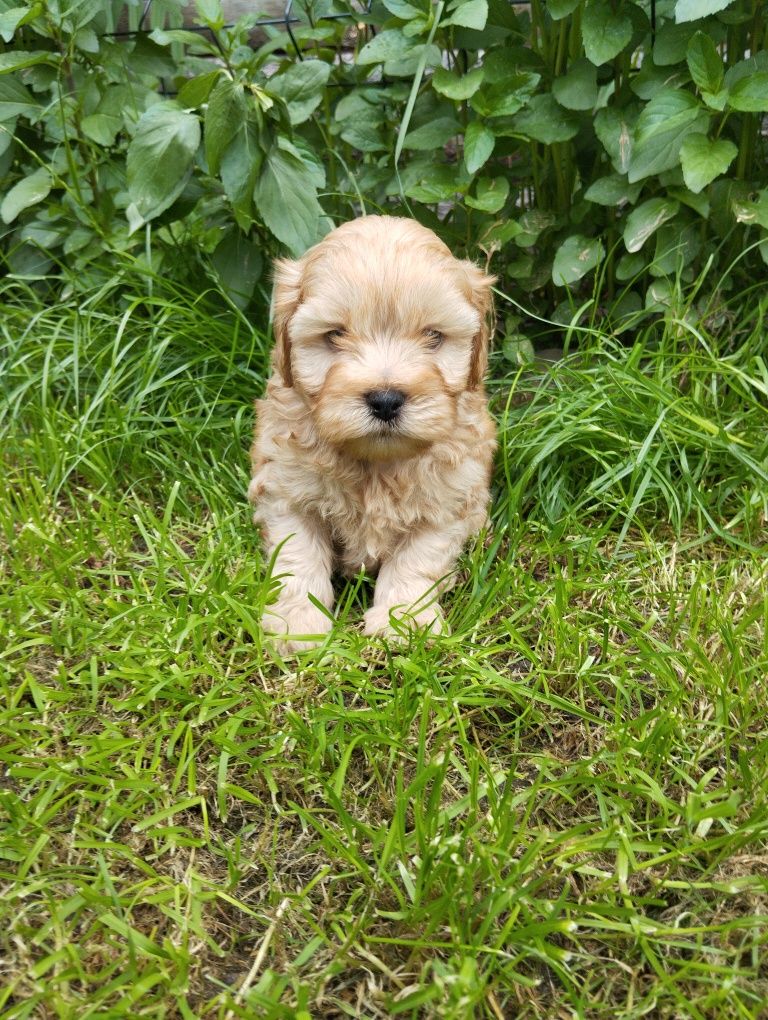 Cavapoo piesek , ( hybryda maltipoo, maltańczyk, cavalier, pudel)