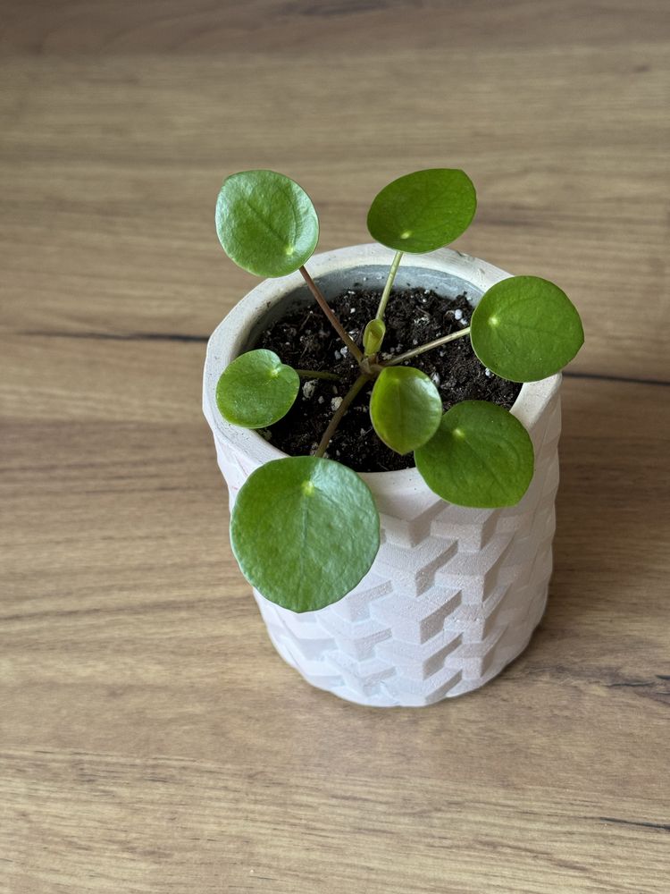 Pilea peperomioides - młoda sadzonka