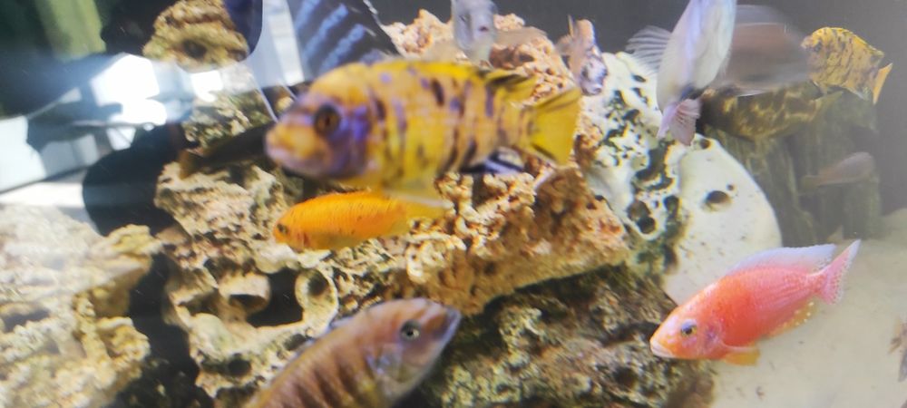 Rybki akwariowe Pyszczaki metriclima zebra gold