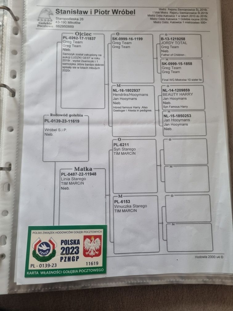 Gołębie pocztowe młode 2025! Krzysztof kokot!