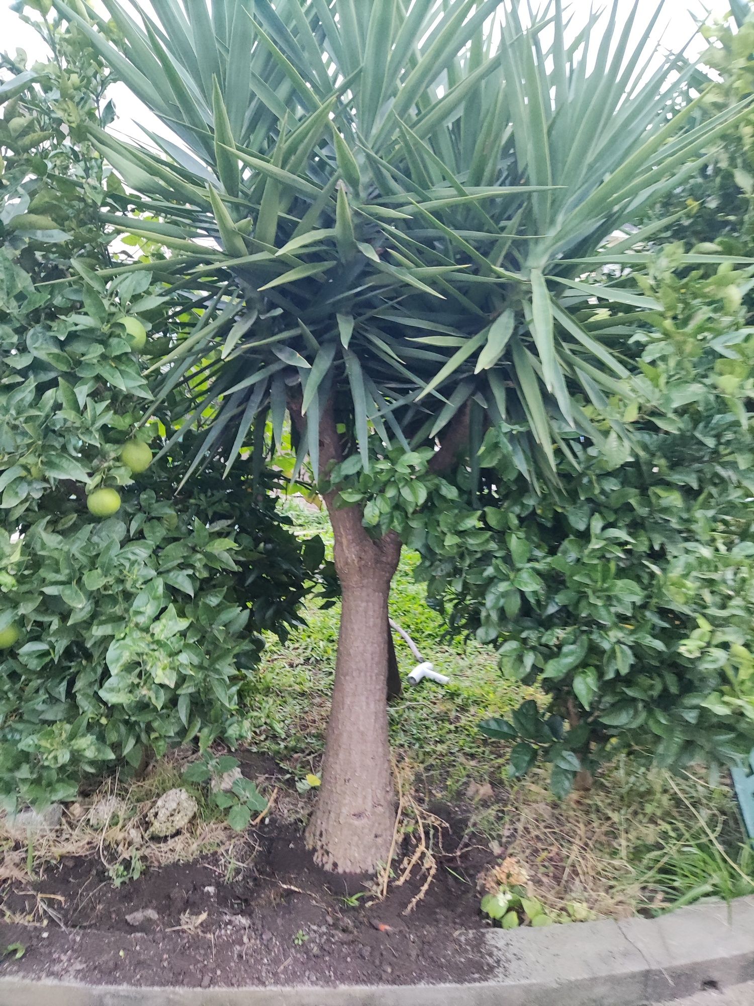 Yucca com 2 metros