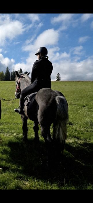 Wałach 6,5r. Perszeron pod siodlo i do zaprzegu