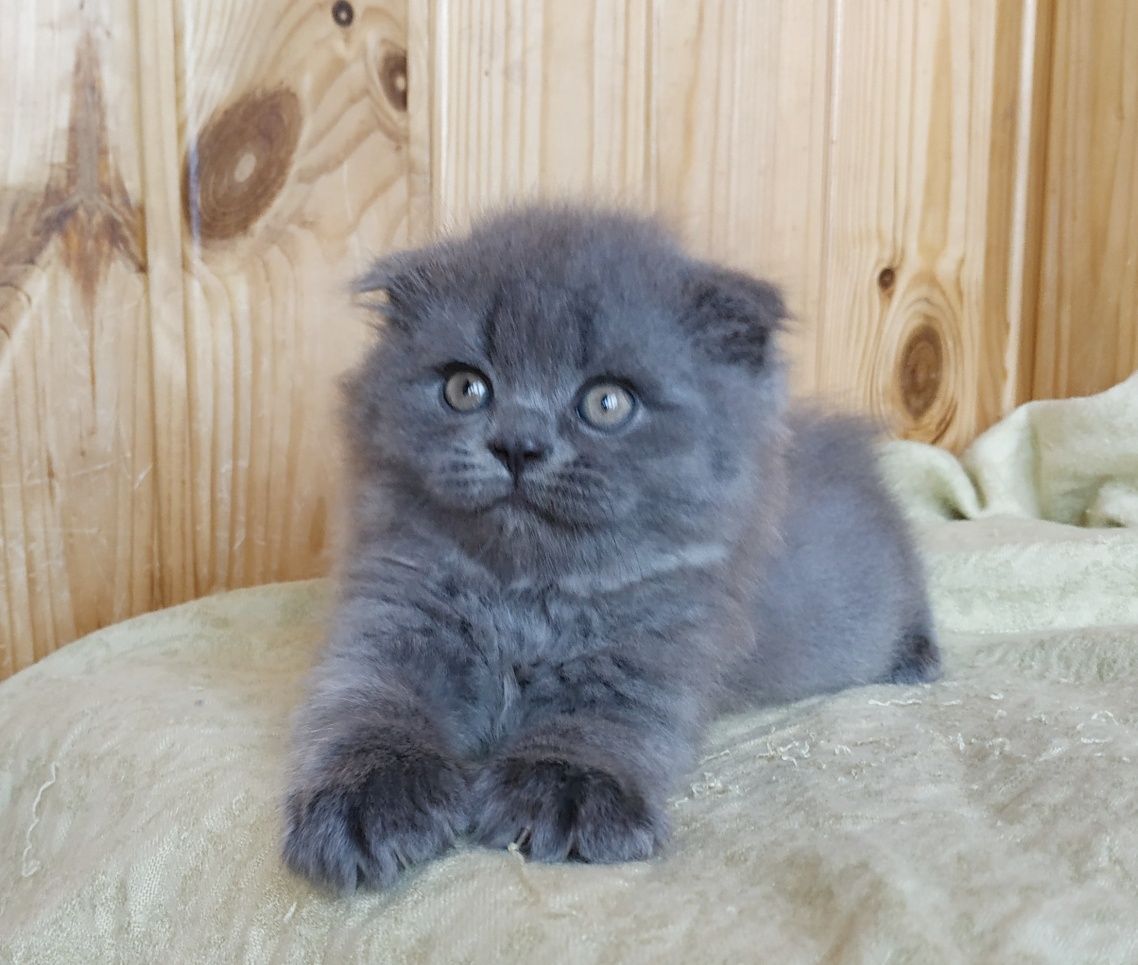Котик висловухий хайленд