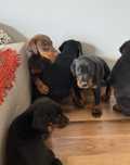 Doberman szczenięta