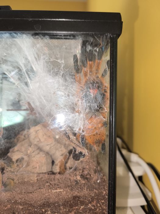 Pająk- Pterinochilus murinus usambara (samica)