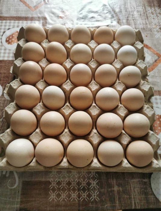 Jaja wiejskie z własnego gospodarstwa