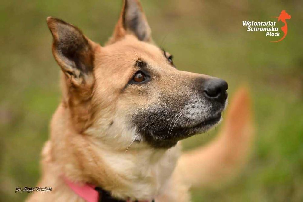 Kochana Misia szuka kochającego domu!