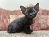 Cudna czarna kotka, devon rex
