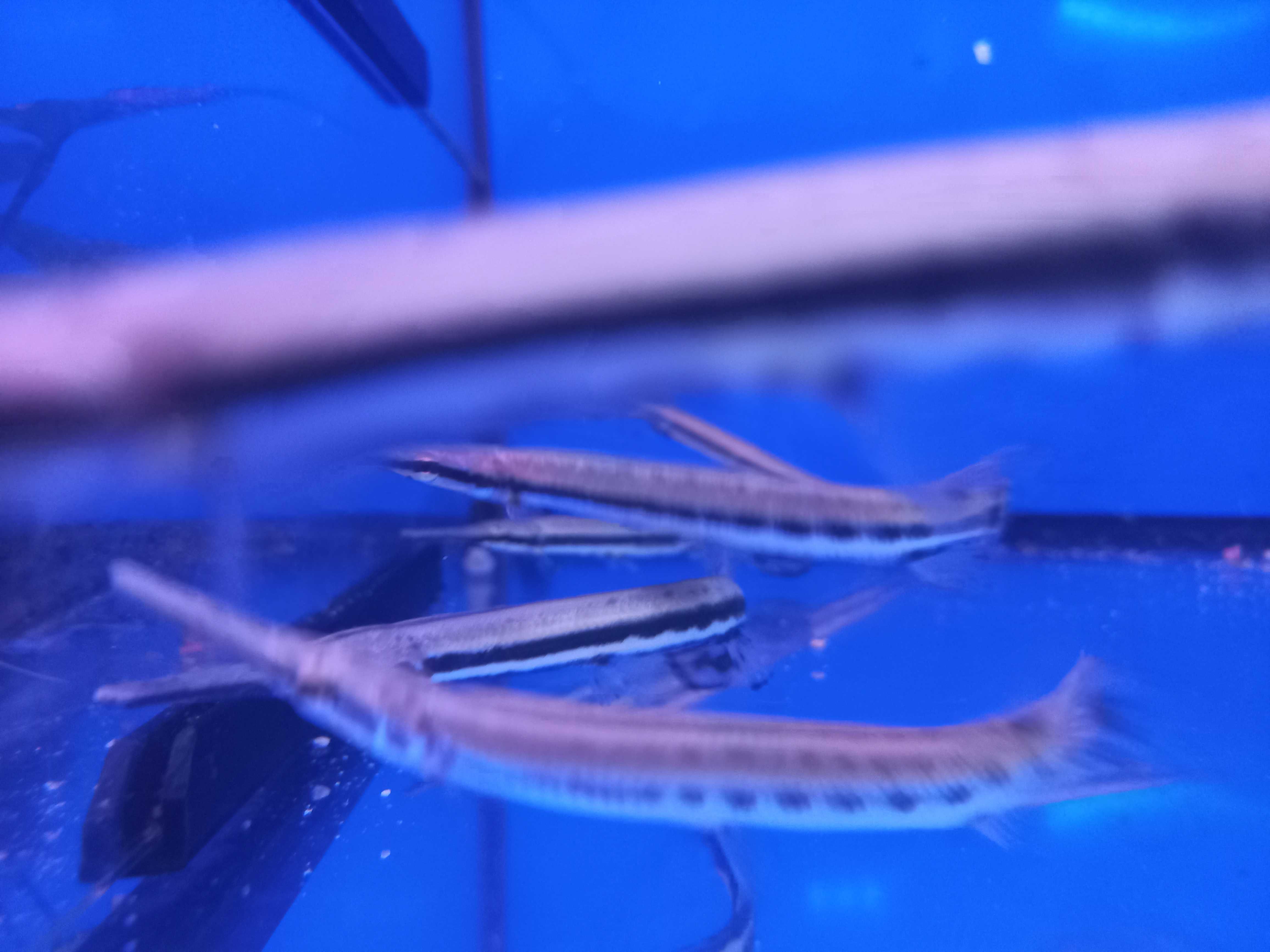 Spotted Gar - Lepisosteus oculatus 12-15cm